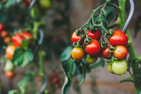 6 продуктов, которые помогут снизить риск сердечных заболеваний 6 продуктов, которые помогут снизить риск сердечных заболеваний