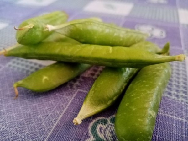 Какие 5 продуктов питания помогут защититься от чувства голода: рекомендации диетологов Какие 5 продуктов питания помогут защититься от чувства голода: рекомендации диетологов