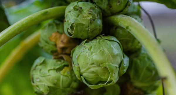 Брюссельская капуста: чем полезна и как вкусно приготовить ее при похудении (рецепты) Брюссельская капуста: чем полезна и как вкусно приготовить ее при похудении (рецепты)